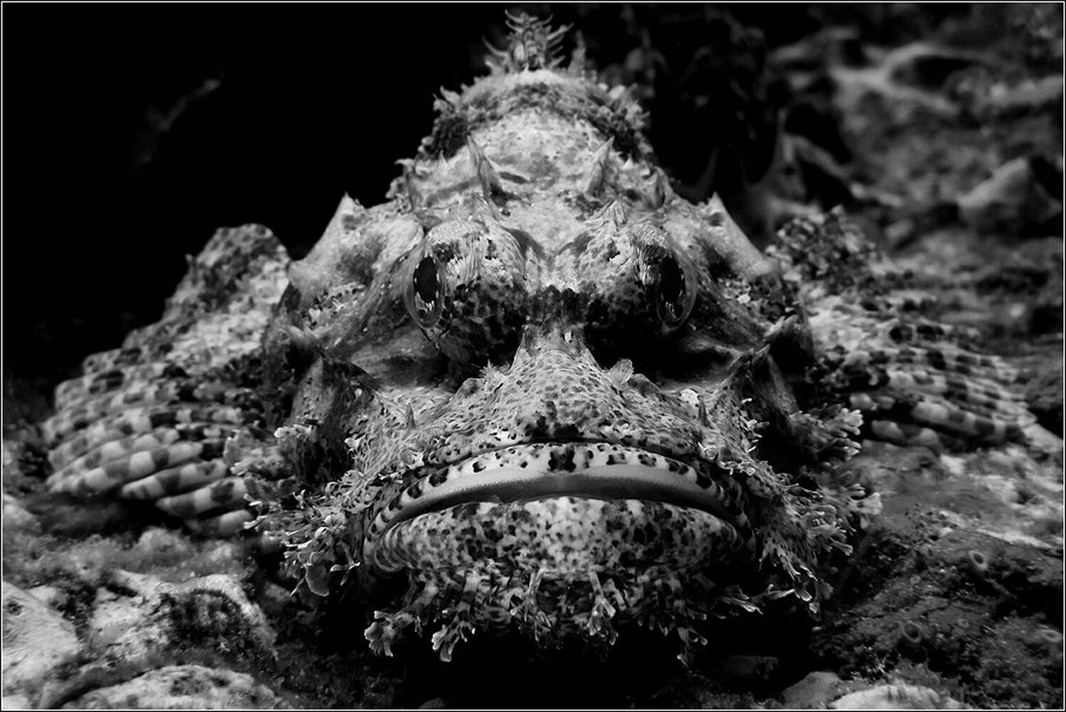 , Владимир Жданов