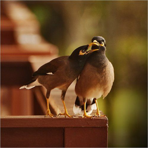 семейные разборки