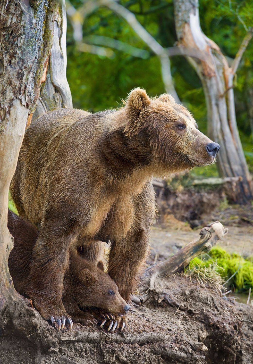 бурый медведь,камчатка, сергей иванов, южно-камчатский заказник, Сергей Иванов