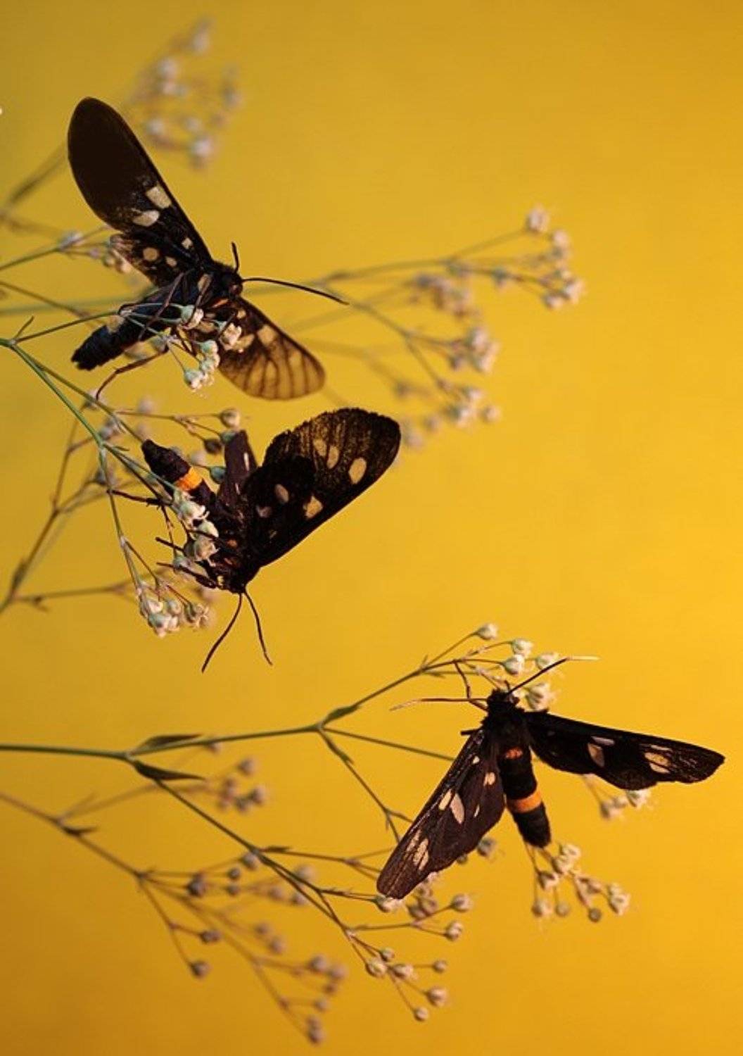 , Татьяна Алёшина