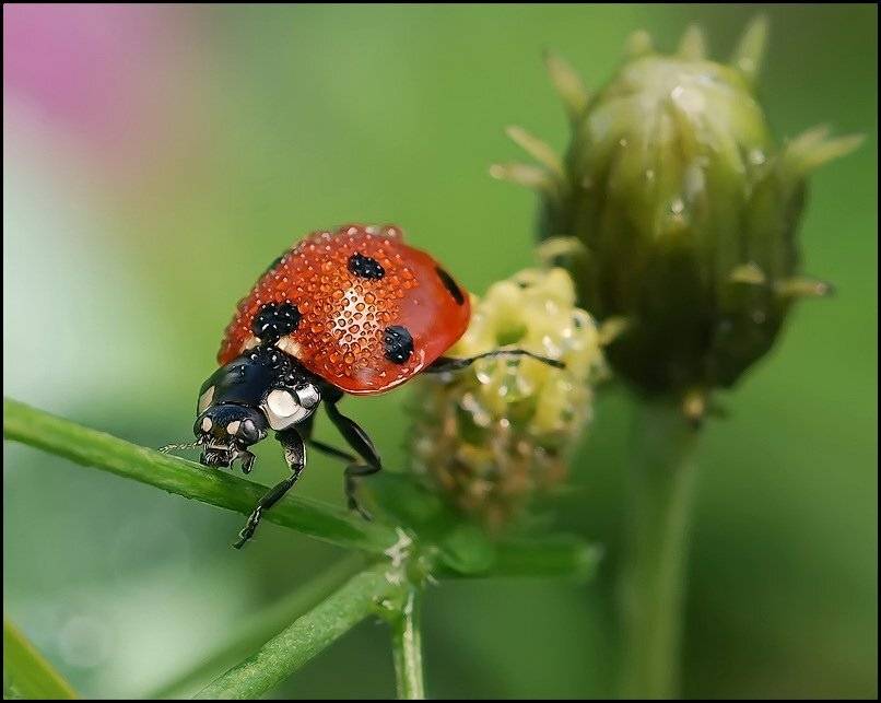 , Андрей Осокин