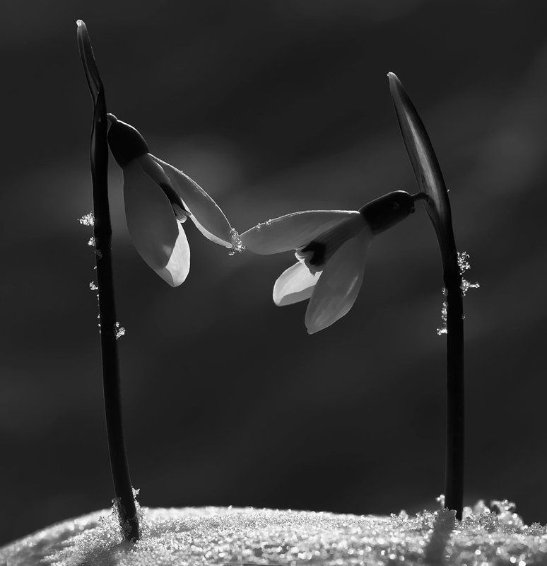 подснежники,нежность Нежность... фото превью