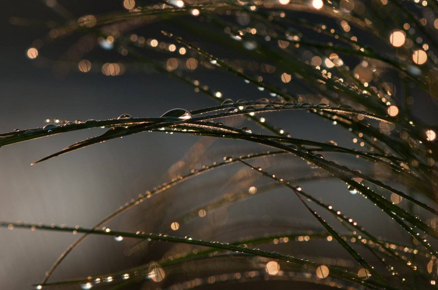 капли, Татьяна Аверина