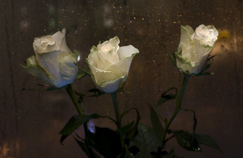 розы, февраль, капли, окно А за окном февраль... фото превью