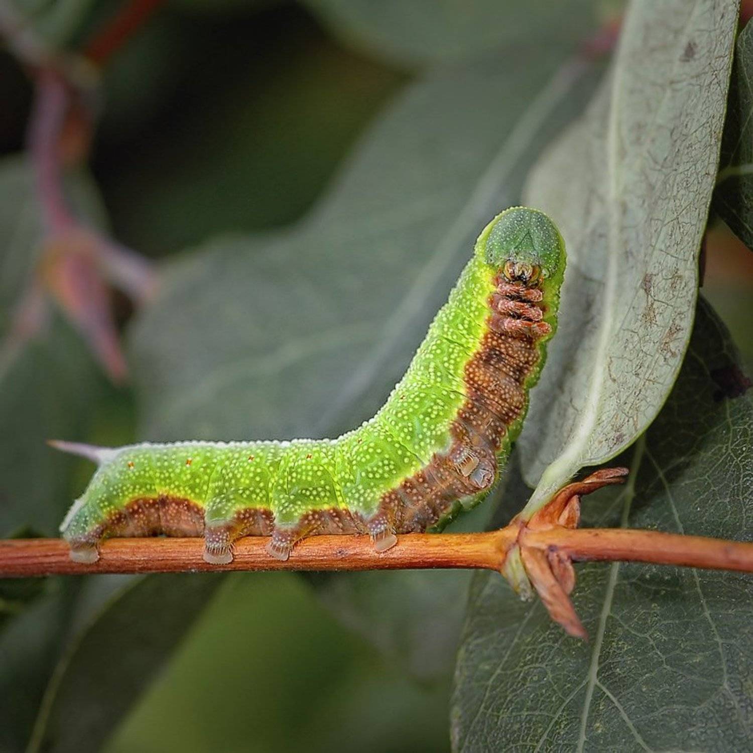 , Андрей Романов