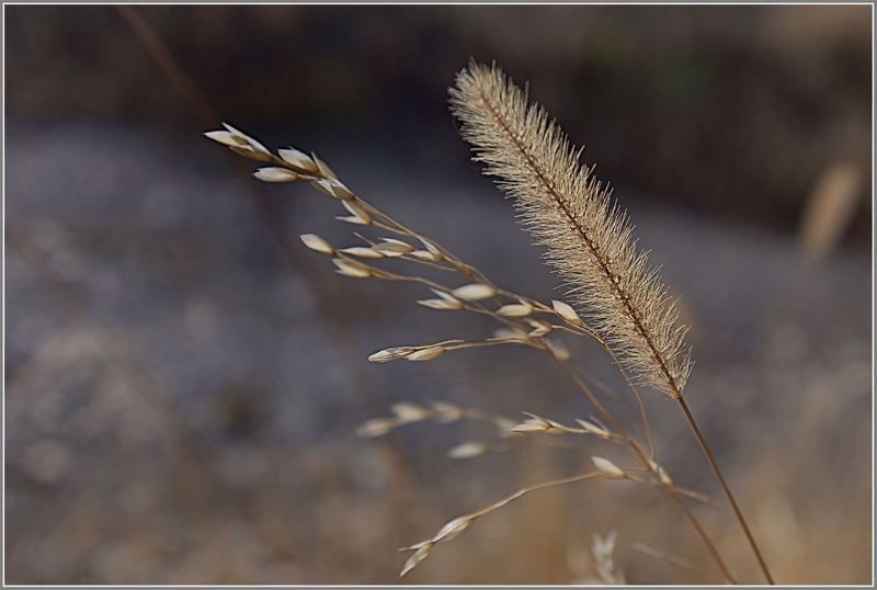 природа Безымянный.... фото превью