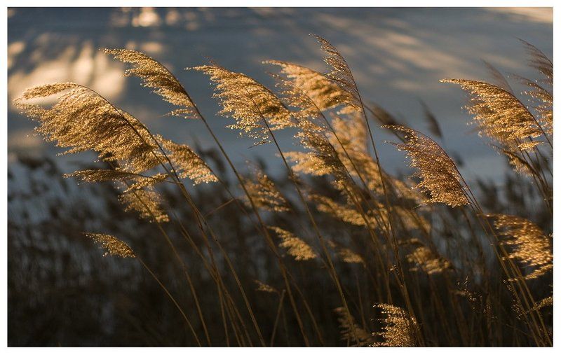 в объятьях солнца,и ласках ветра... фото превью