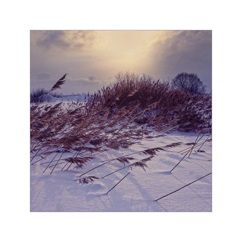 зима, пейзаж, снег, трава, небо, Oleg Dmitriev