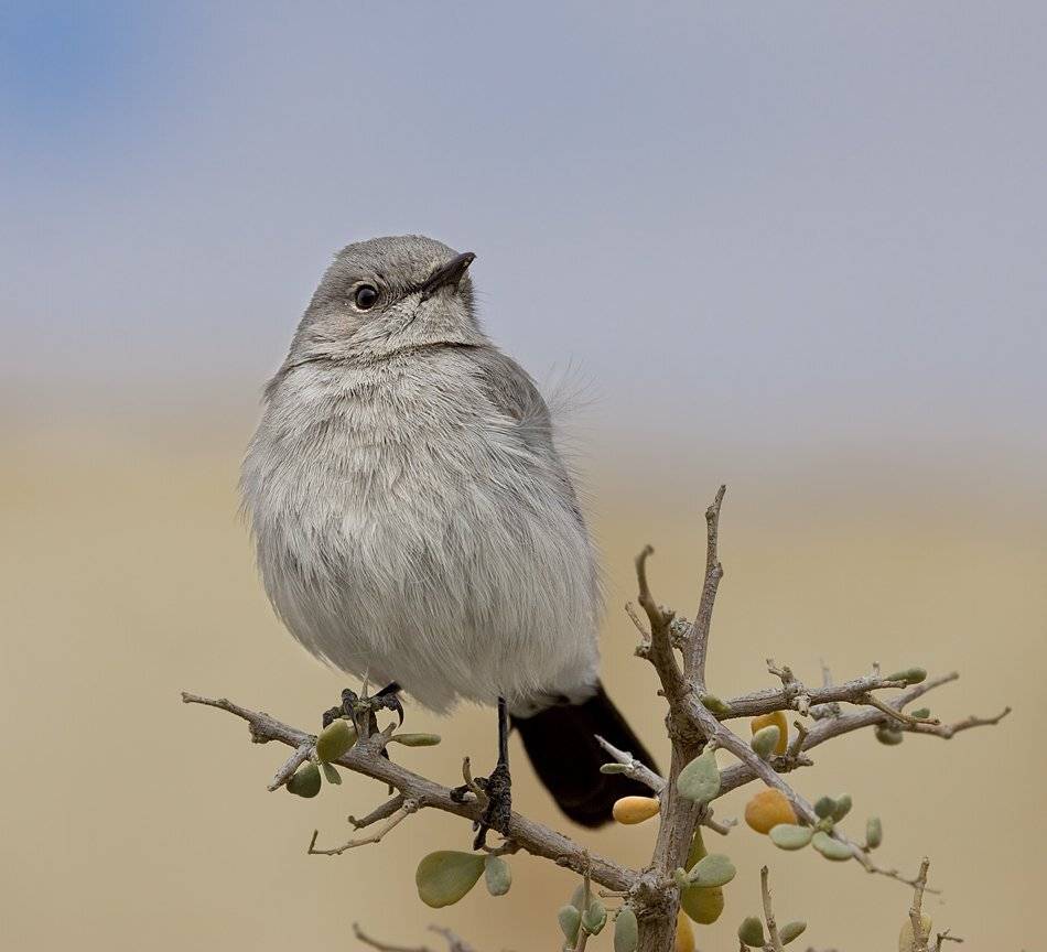 чернохвостка, Alena