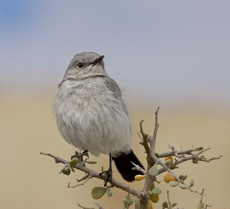 чернохвостка зазнайка фото превью
