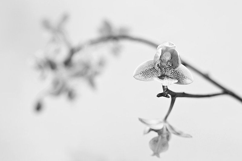 Phalaenopsis Philadelphia фото превью