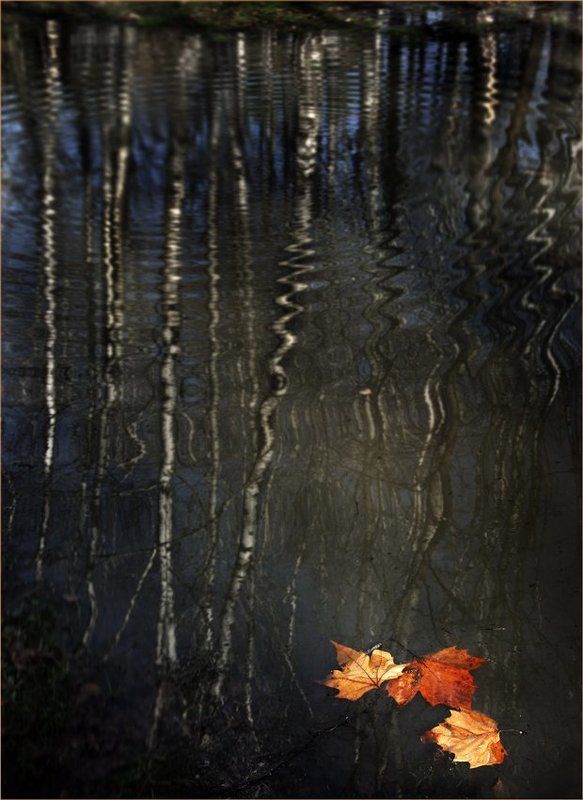 парки , осень, листья Последние швартовые фото превью