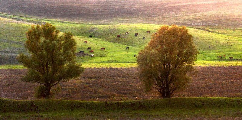 природа, молдова, пейзаж Про поля и стадо фото превью