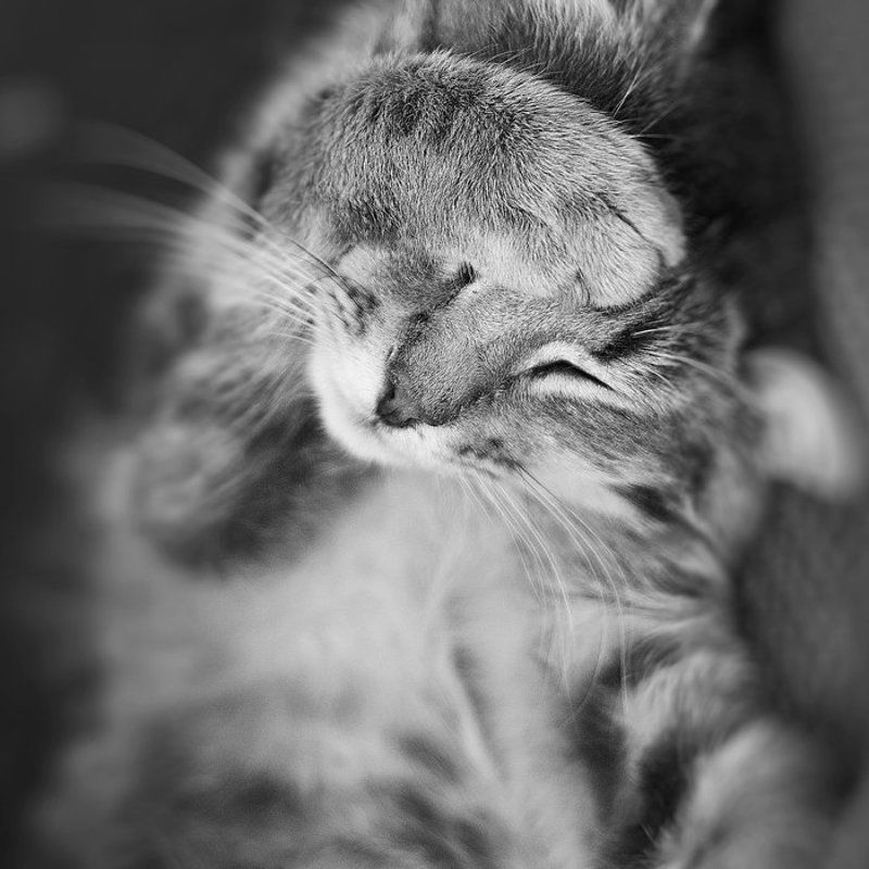 cat,details,emotion,black and white,in focus,dof,bokeh detailed emotions фото превью