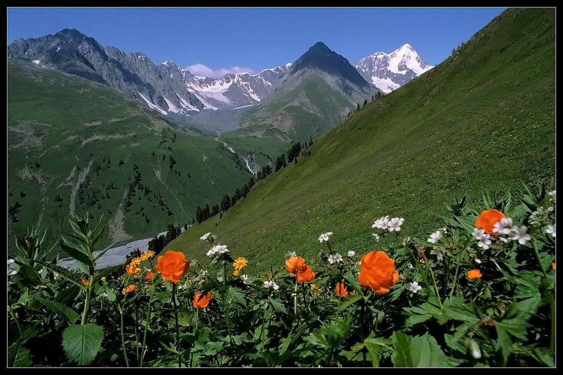 жарки, долина, катунь, белуха, алтай, АНАТОЛИЙ ДОВЫДЕНКО