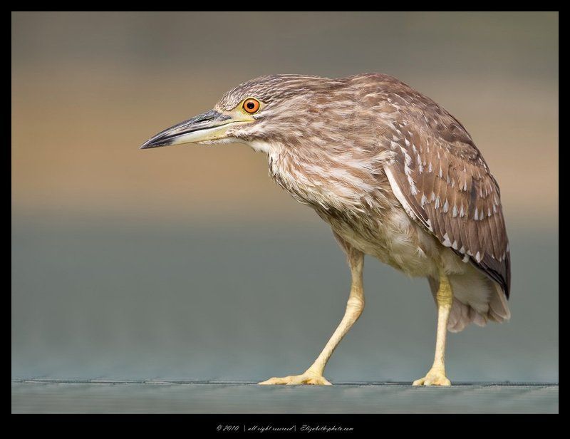 кваква, black, crowned, night, heron, израиль Молодая Кваква фото превью