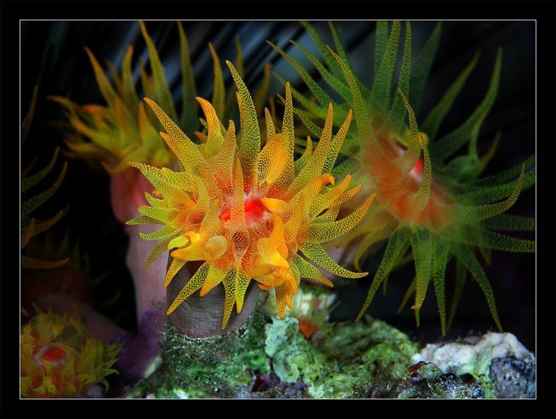 актинии, цветок, щупальца, мореб ночь Букетик фото превью