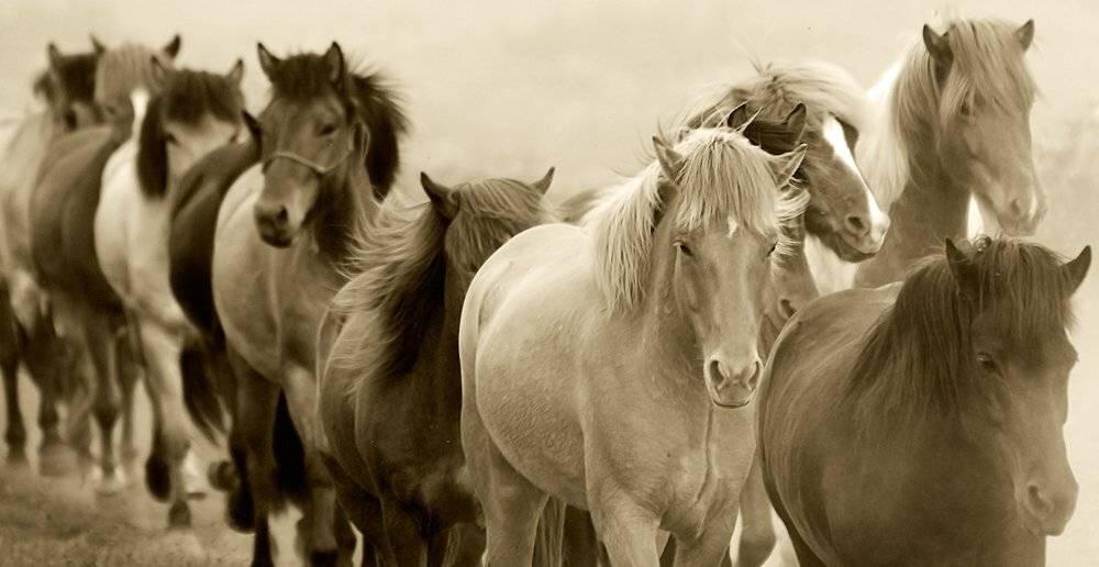 лошади, Ксения