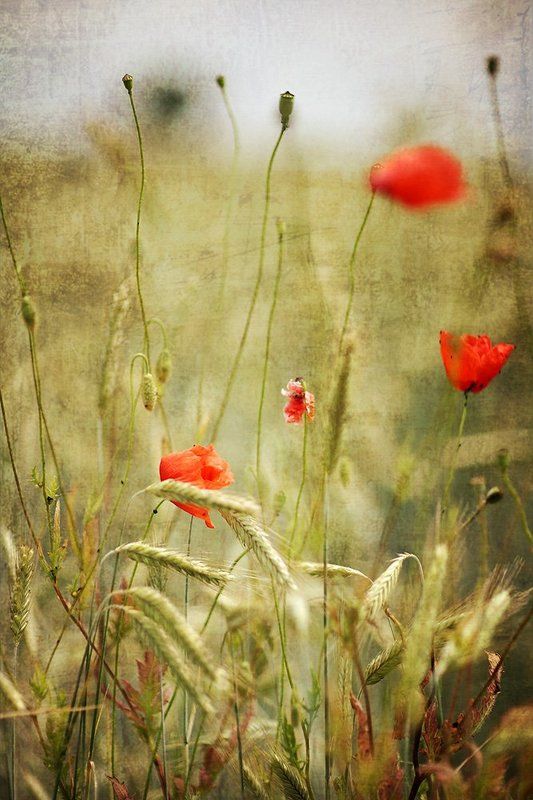 RED фото превью