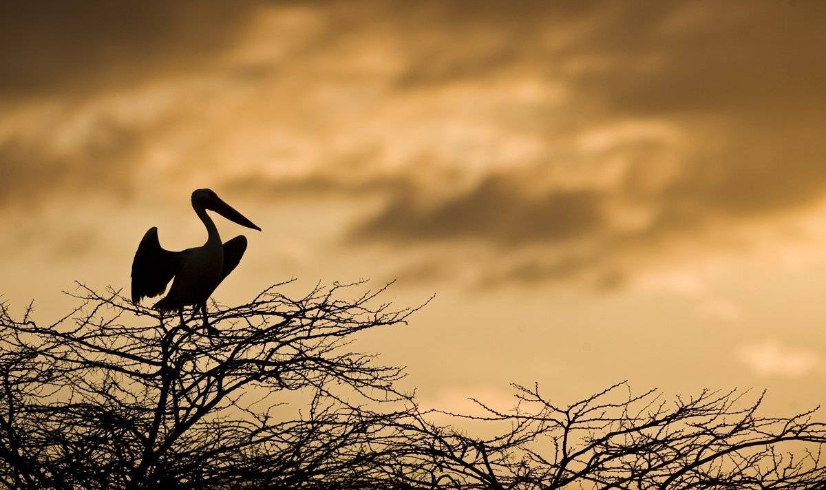 пеликан, кения, накуру, Сергей Иванов