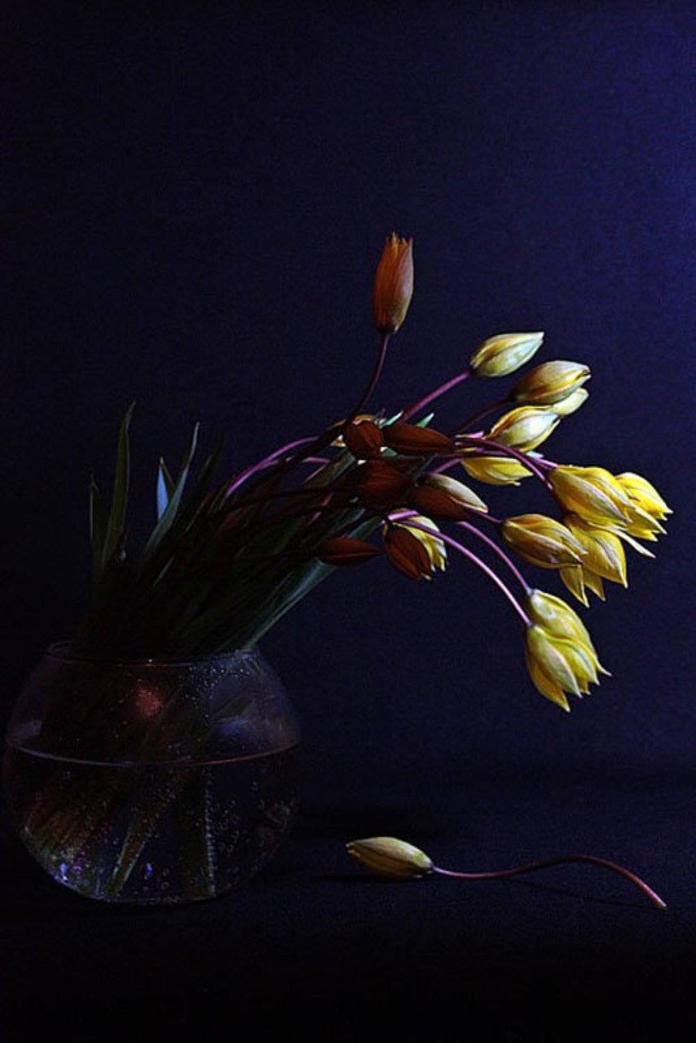 , Татьяна Алёшина