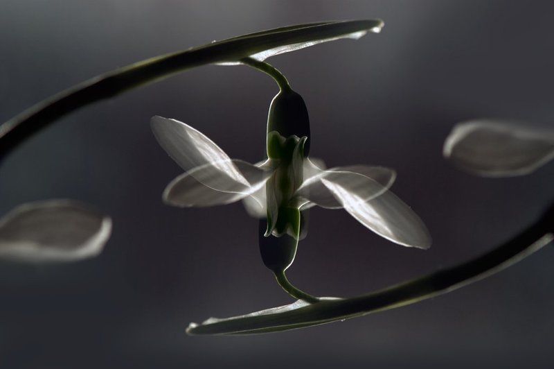 мультиэкспозиция Весна желаньем обвенчала нас... фото превью