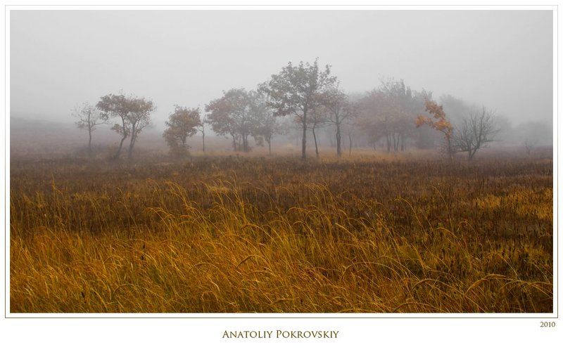 туман, дерево, лес, клен, демерджи, демирджи, крым, анатолий покровский Туманная призрачность осенней обнажённости дикой груши фото превью