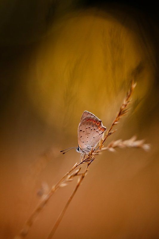 бабочка, вечер **** фото превью
