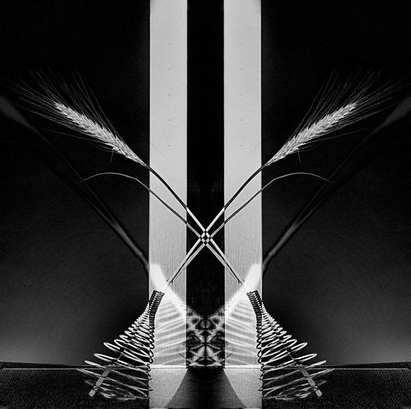 колосок, пружынка, пружынистое соотношение фото превью