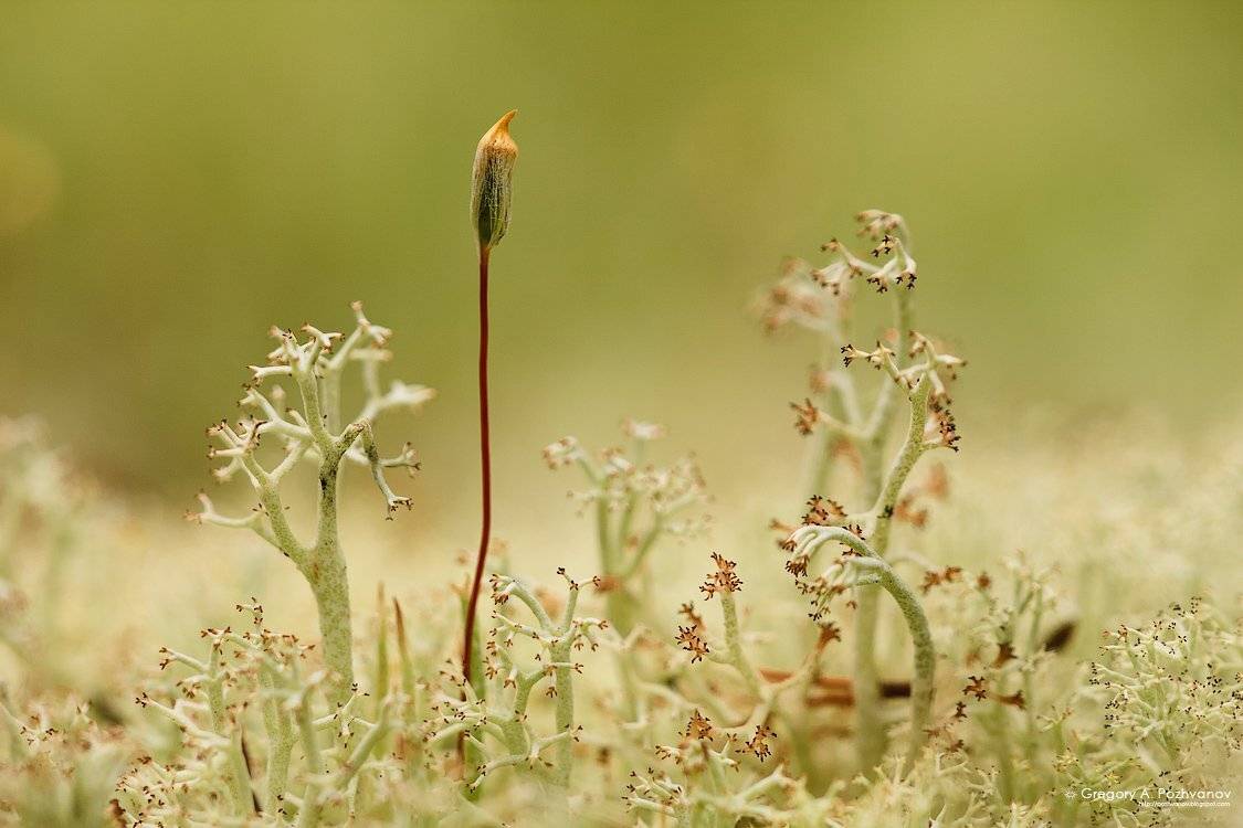лишайник, макро, пейзаж, макропейзаж, арт, аналогия, абстракция, мох, север, лес, остров, белое море, Григорий Пожванов