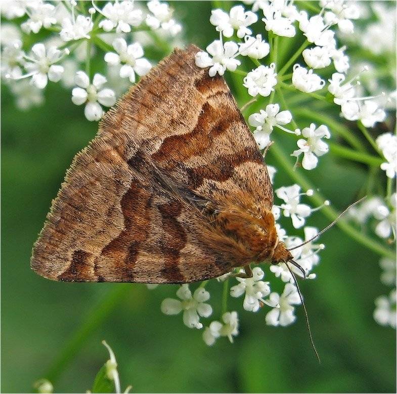 бабочка, КарОл