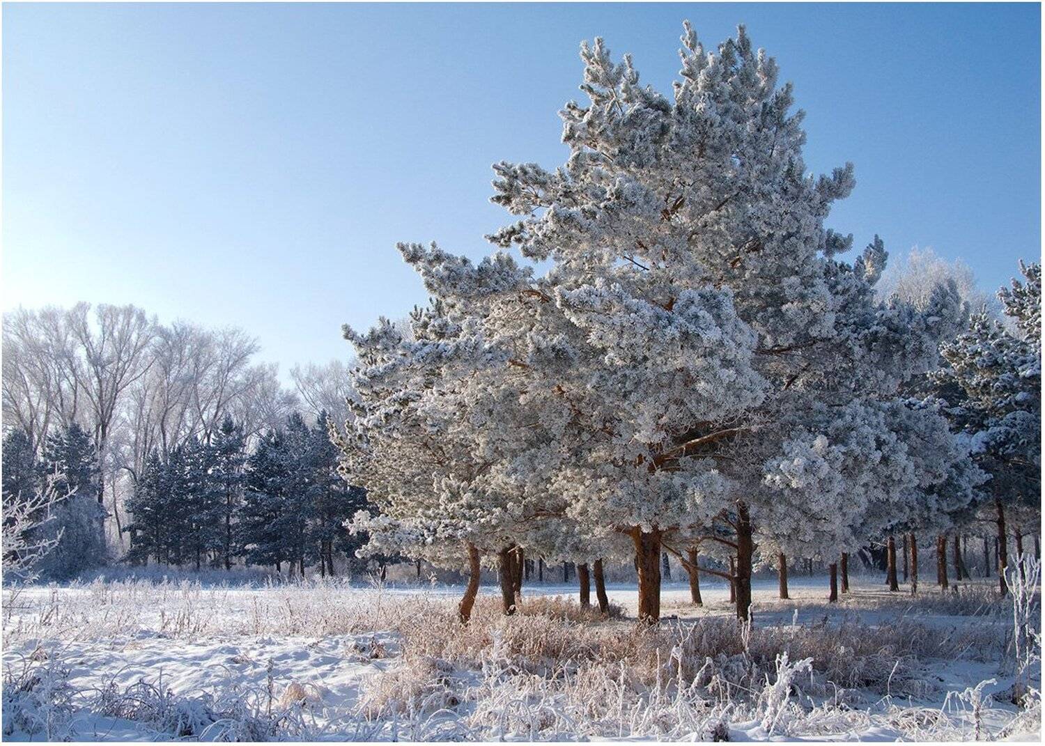 мороз, снег, зима, сосны, Антонина