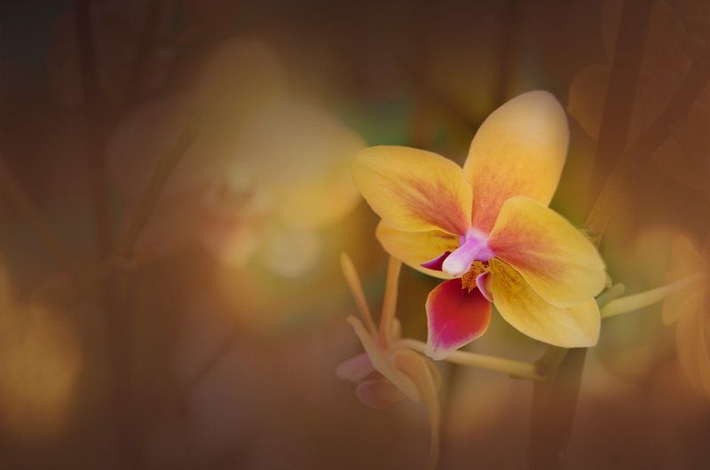 желтая, как цыпленок фото превью