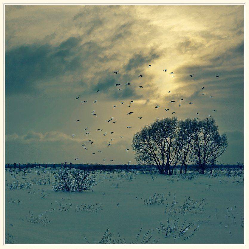 зима, пейзаж, снег, деревья, птицы, Oleg Dmitriev