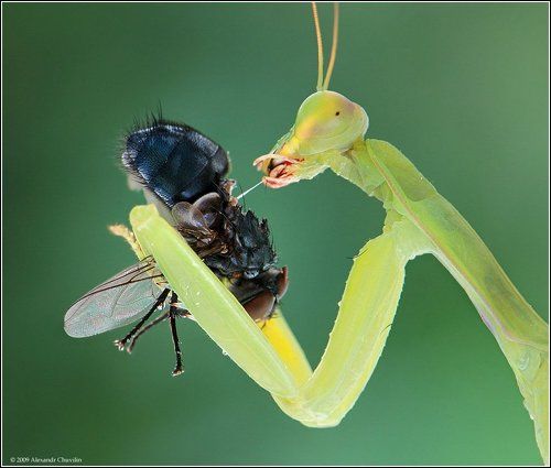 Растянуть удовольствие )