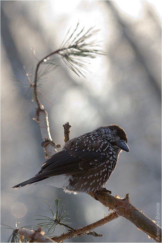 кедровка, , , nucifraga, caryocatactes Плутовка фото превью