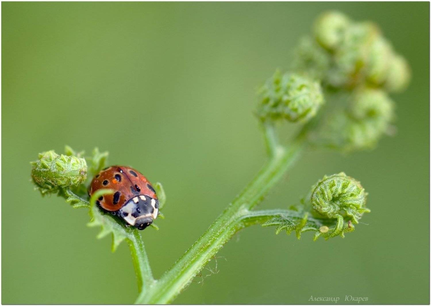 , Александр Юкарев