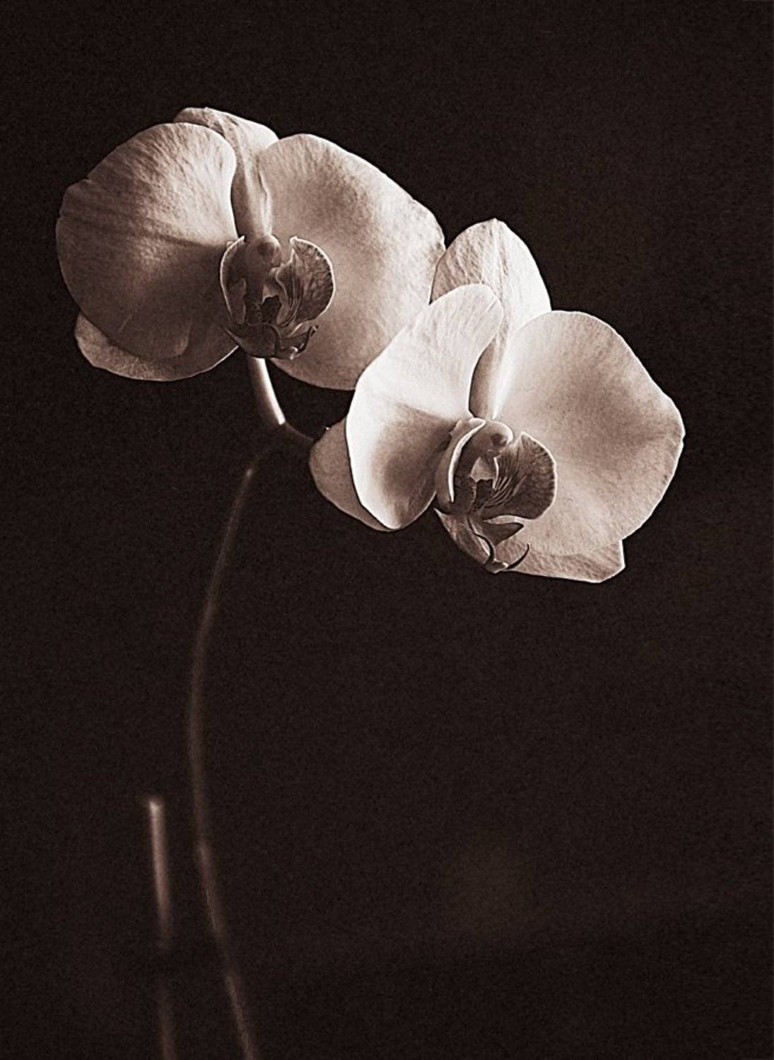 , Алексей Тувин