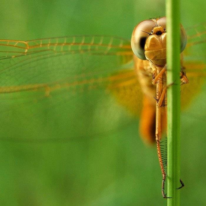 макро, насекомые, природа, Vitalii