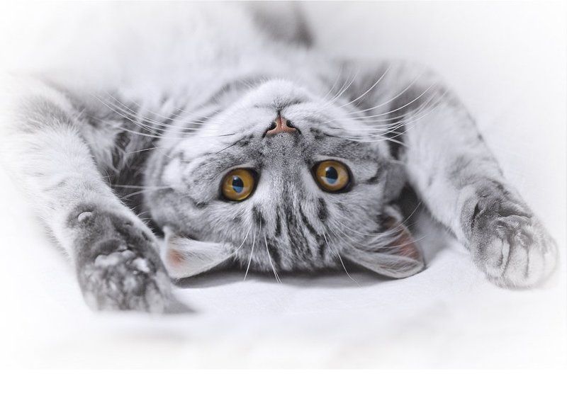 кошка, британка модЭль фото превью