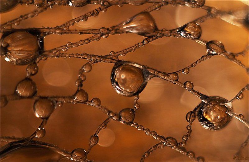 вода, капли Сеть фото превью