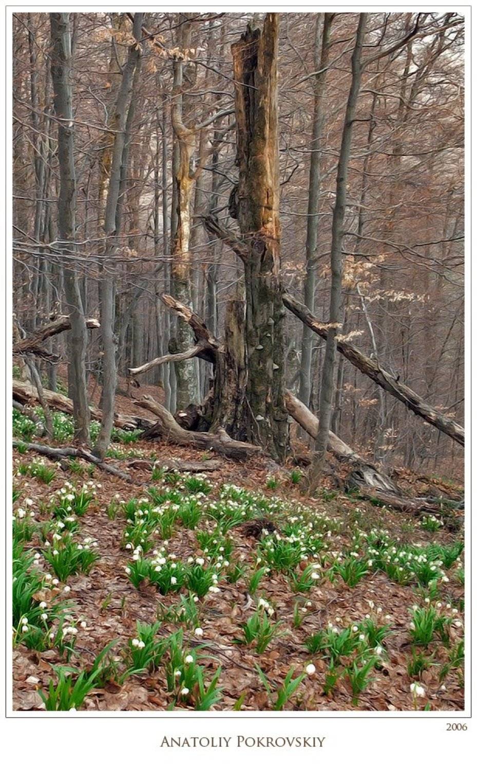 остов, ствол, мертвое дерево, весна, осень, карпаты, анатолий покровский, Анатолий Покровский
