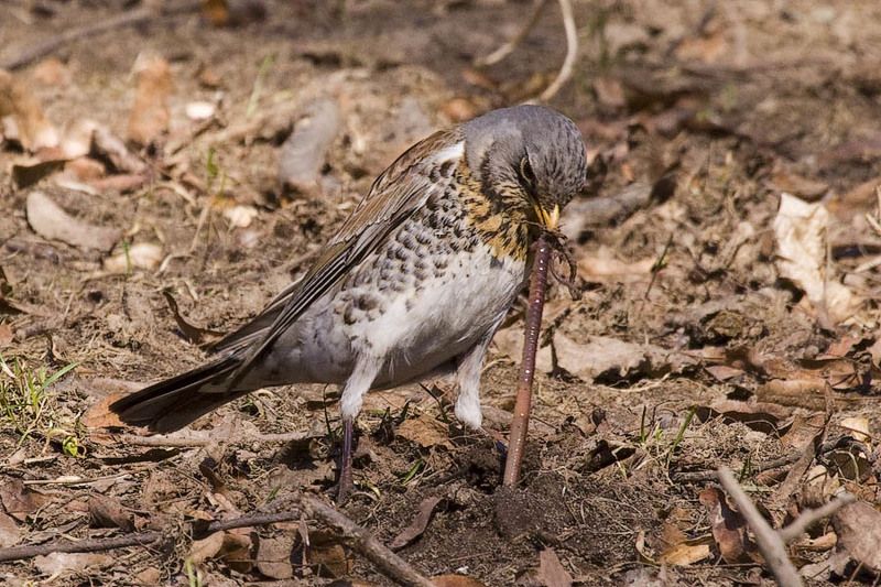 Тянет-потянет, а вытянуть не может фото превью