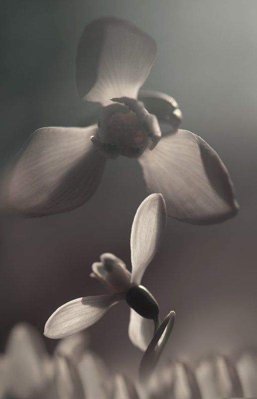 Возьми мое сердце, открой свою душу!.. фото превью