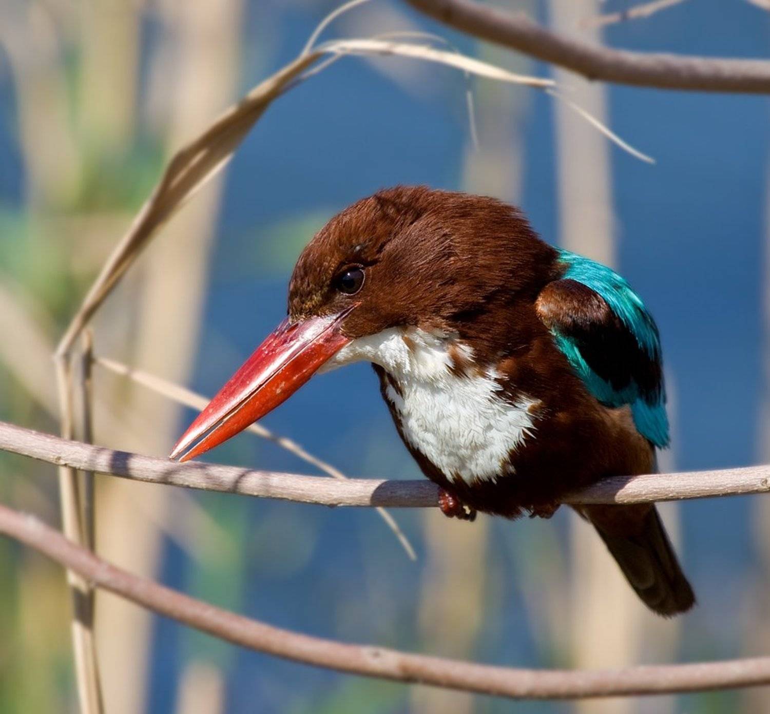 белогрудый, зимиродок, Alena