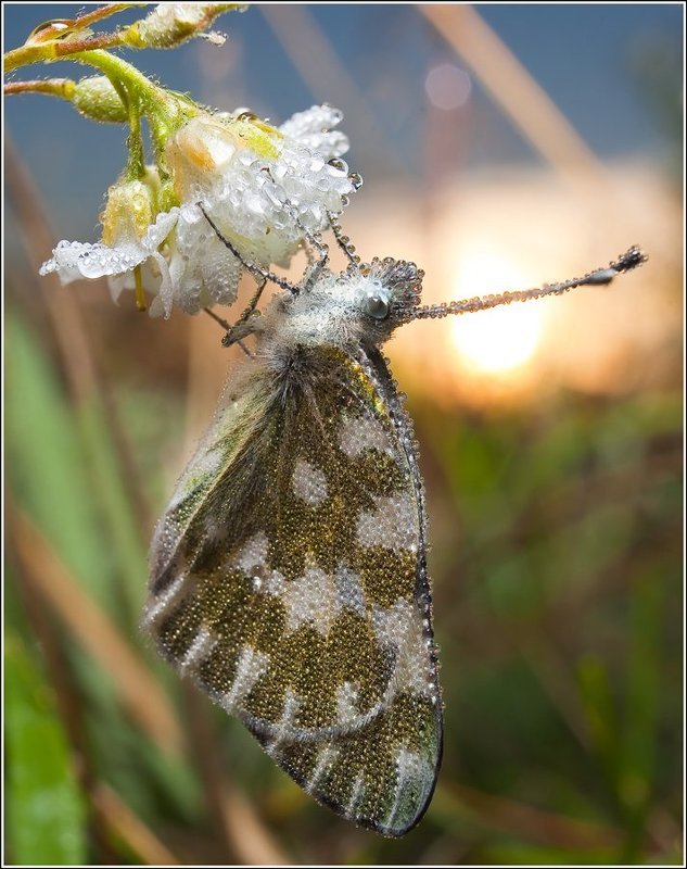 *** фото превью