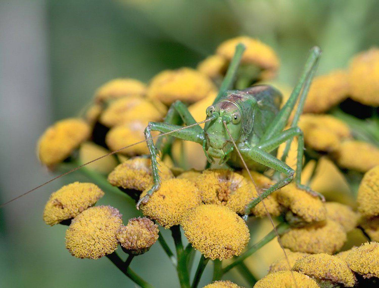 лето, трава, кузнечик, Олег Сурьянинов