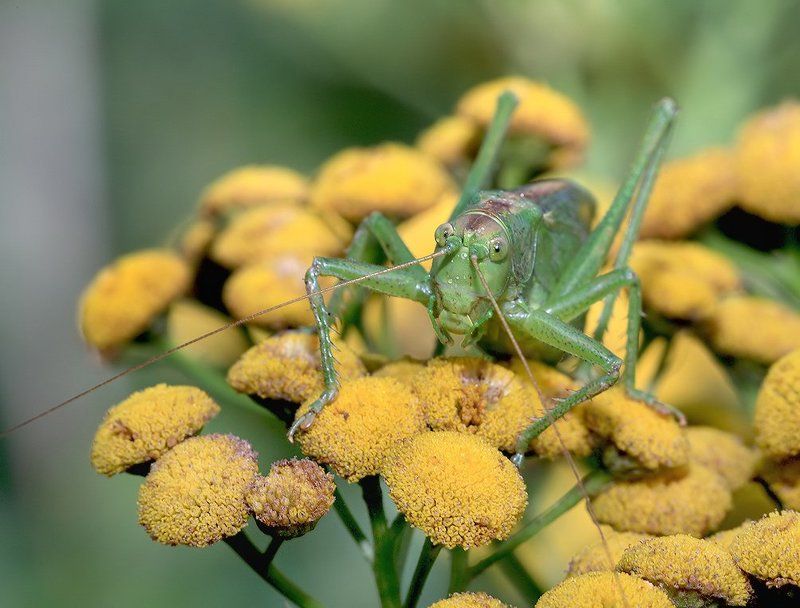лето, трава, кузнечик Вот он, этот коварный тип… гражданской наружности! фото превью