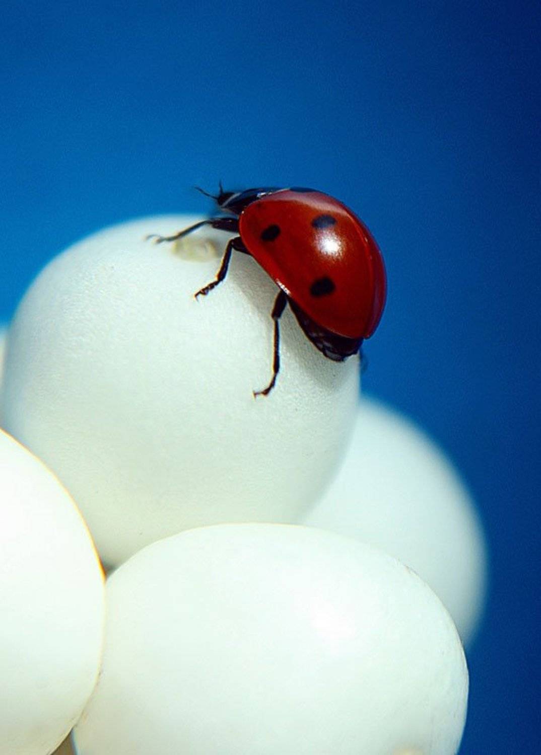 , Татьяна Алёшина