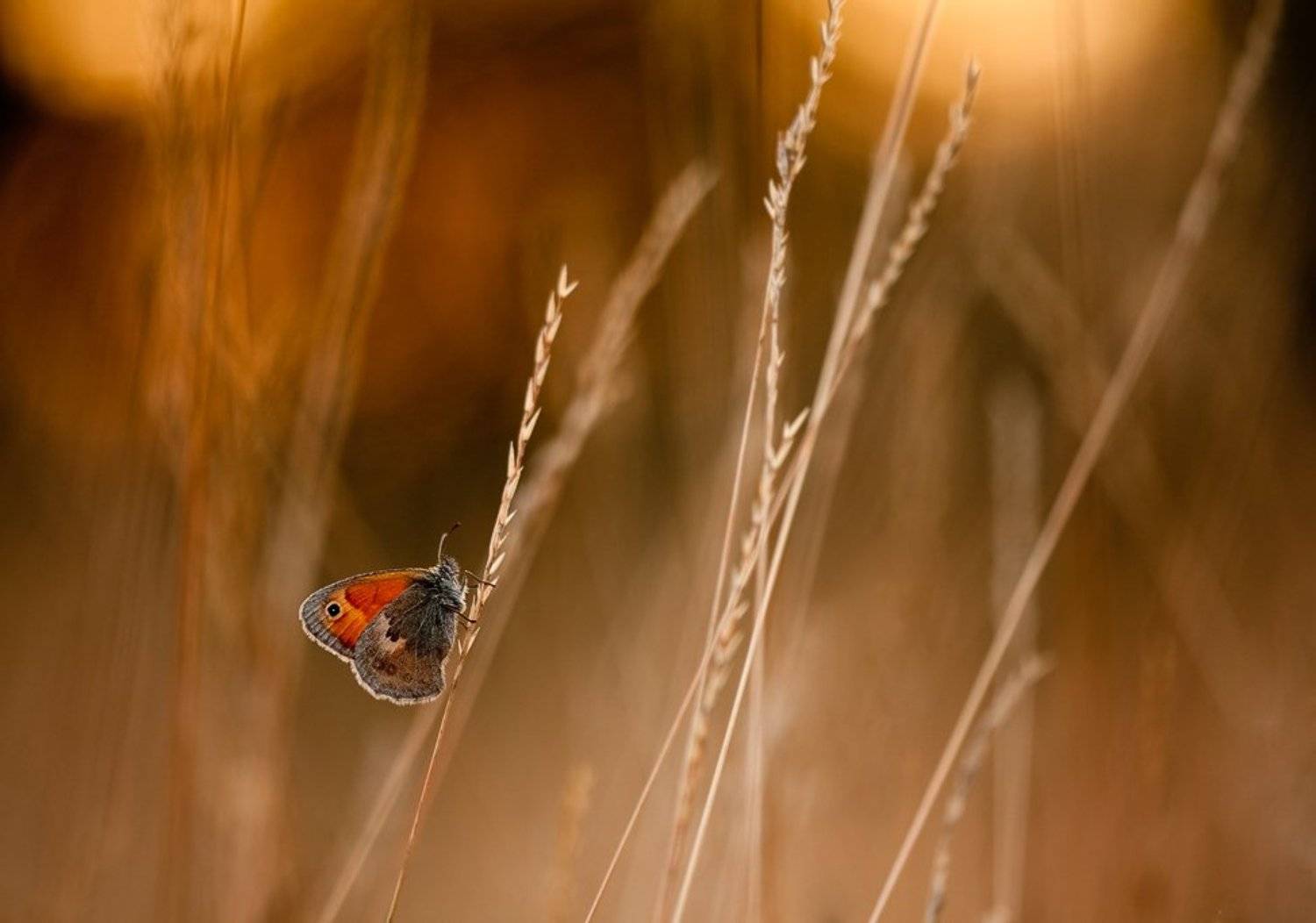 бабочка, вечер, Юлия